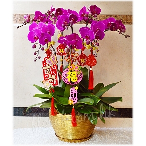 COR8-8  CNY Orchid Flower - Deep Purple Phalaenopsis Orchid  